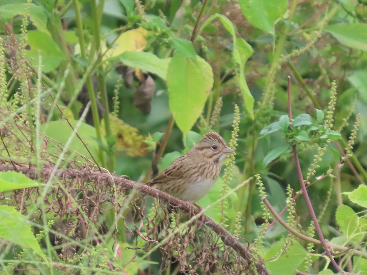 Lincoln's Sparrow - ML642408988