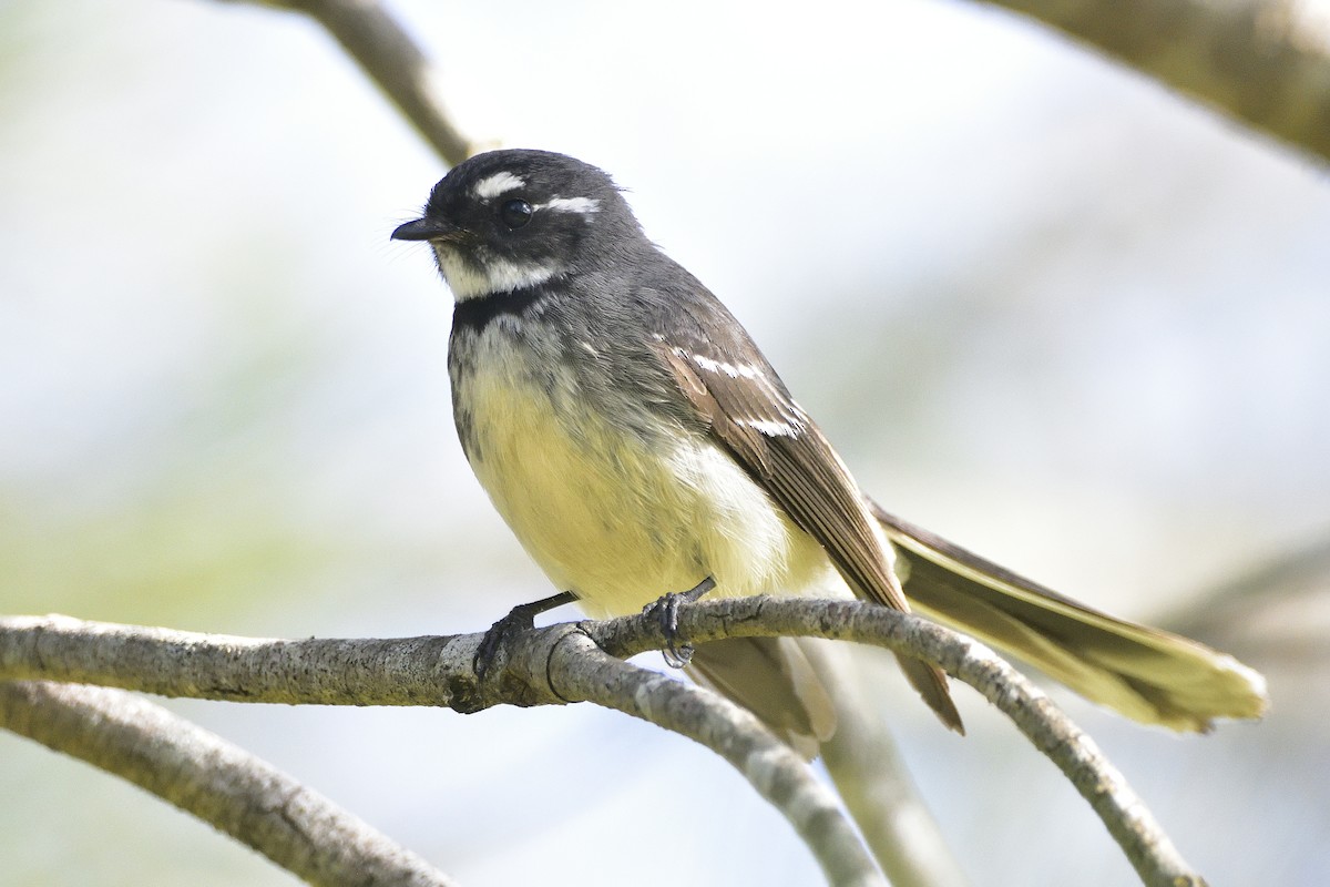 Gray Fantail (alisteri) - ML642408995