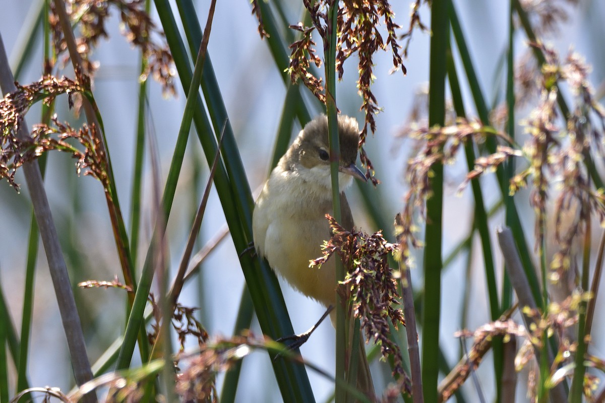 Australian Reed Warbler - ML642408996