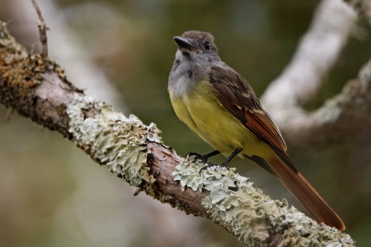 Great Crested Flycatcher - ML642409000