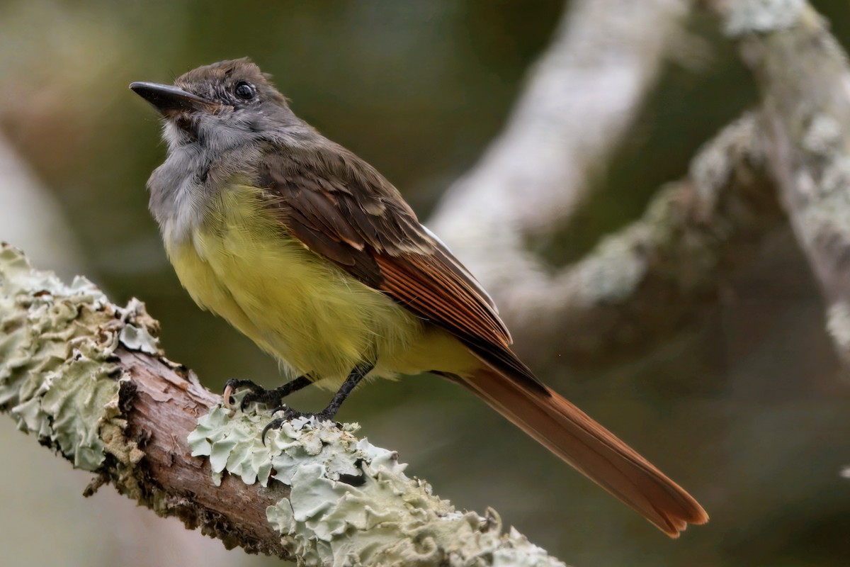 Great Crested Flycatcher - ML642409016
