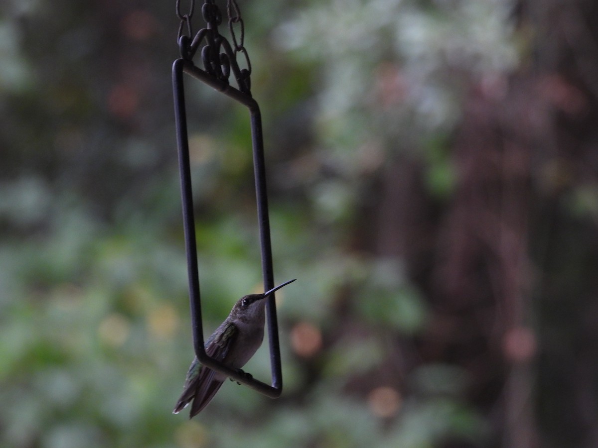 Ruby-throated Hummingbird - ML642409026