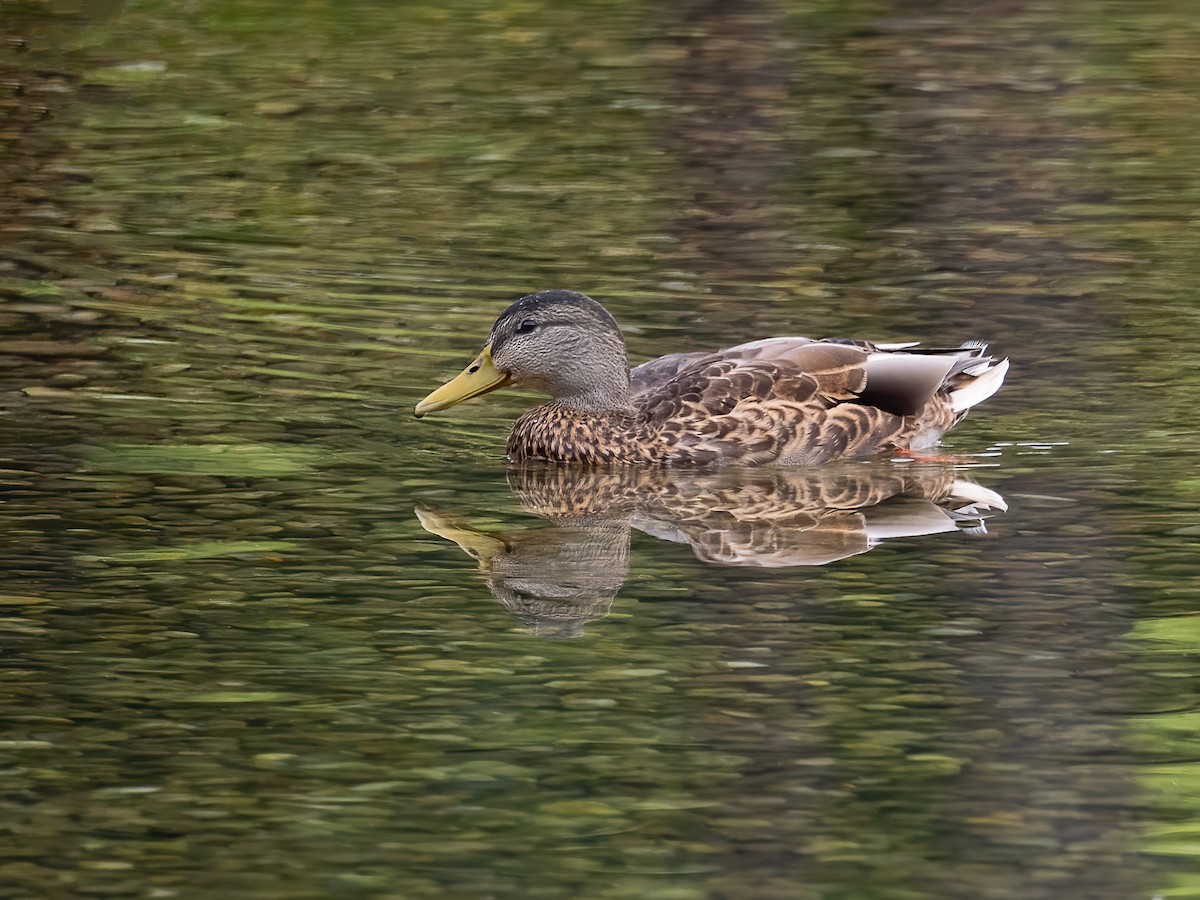 Canard colvert - ML642409034