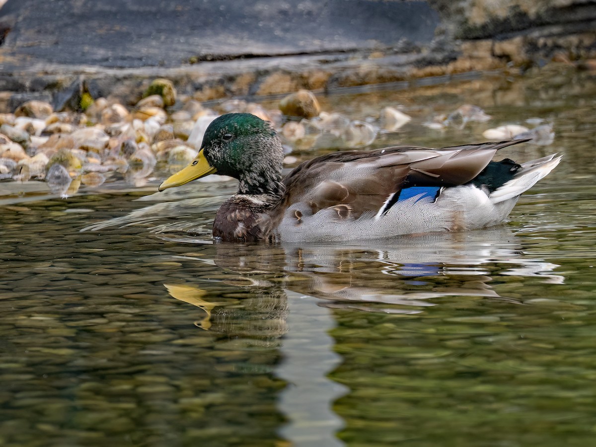 Canard colvert - ML642409035