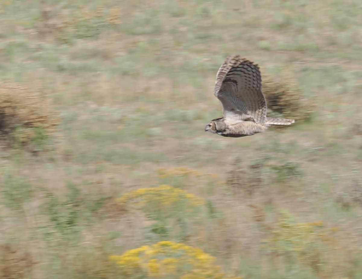 Great Horned Owl - ML642409040