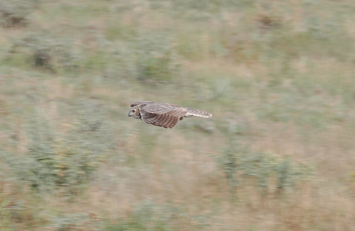 Great Horned Owl - ML642409041