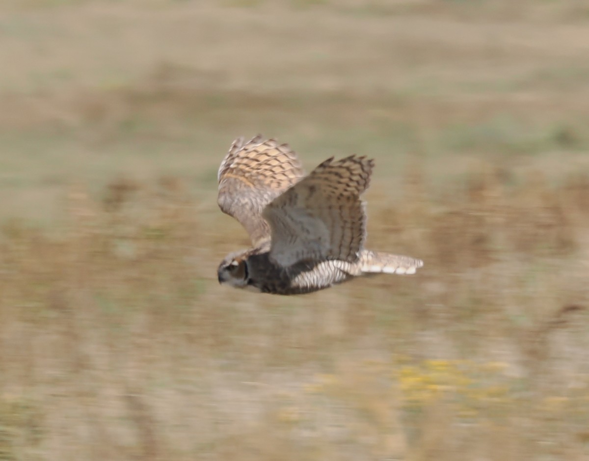 Great Horned Owl - ML642409042