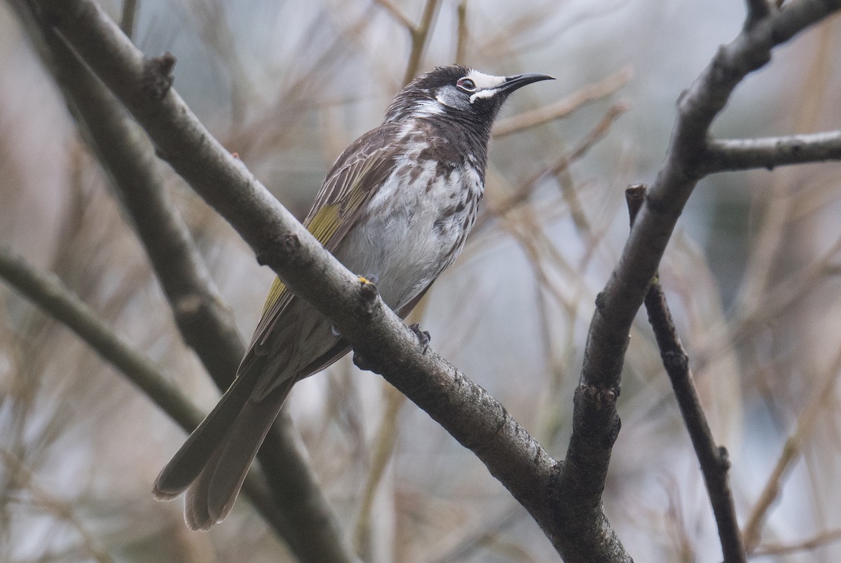 White-fronted Honeyeater - ML642409053