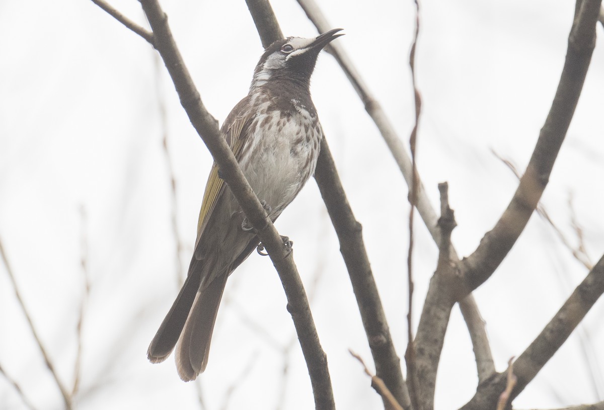White-fronted Honeyeater - ML642409066