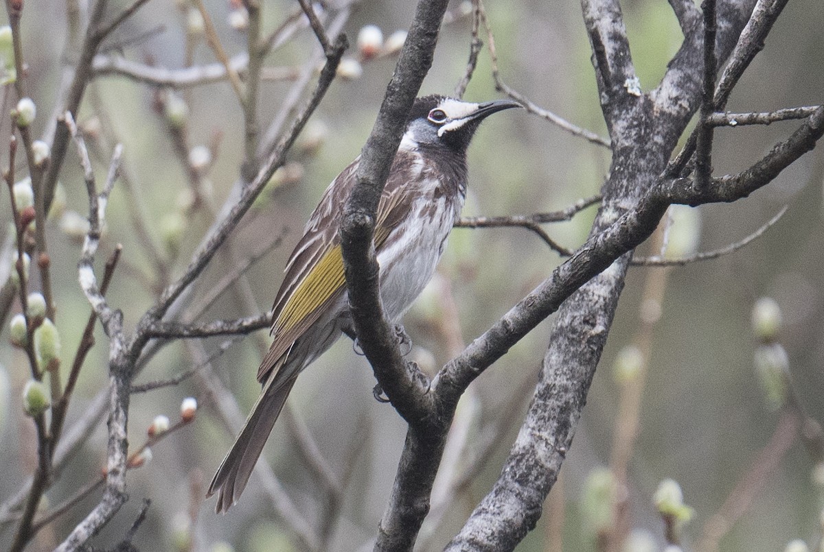 White-fronted Honeyeater - ML642409075