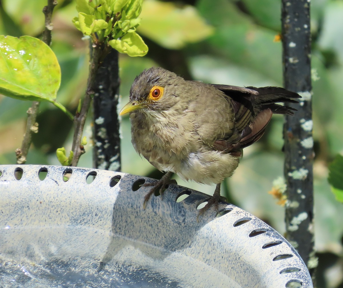 Spectacled Thrush - ML642409086