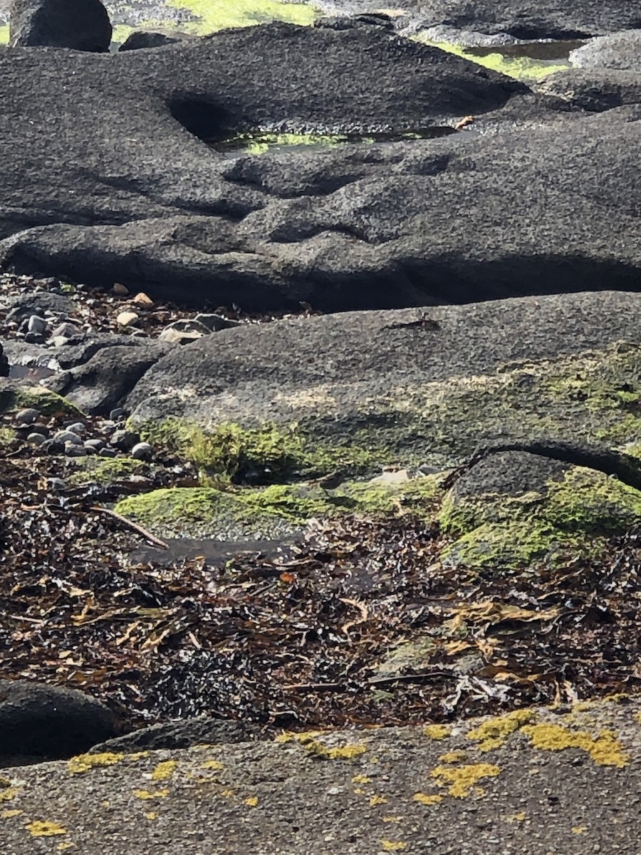 Rock Pipit - ML642409091