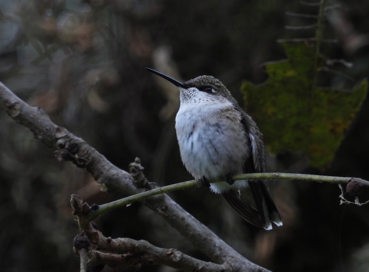 Ruby-throated Hummingbird - ML642409092