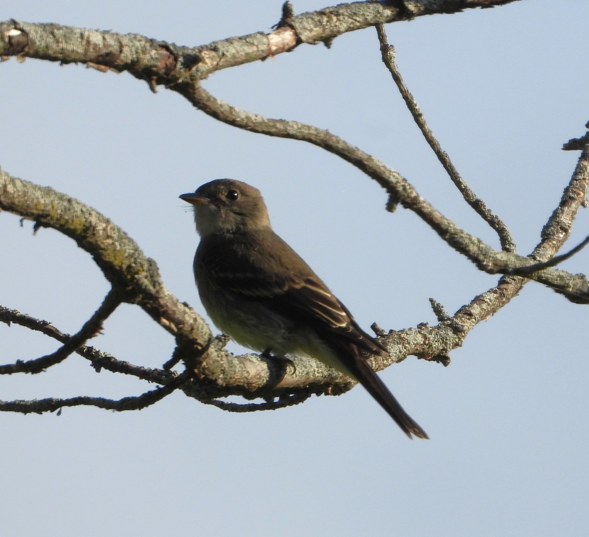 new world flycatcher sp. - ML642409100