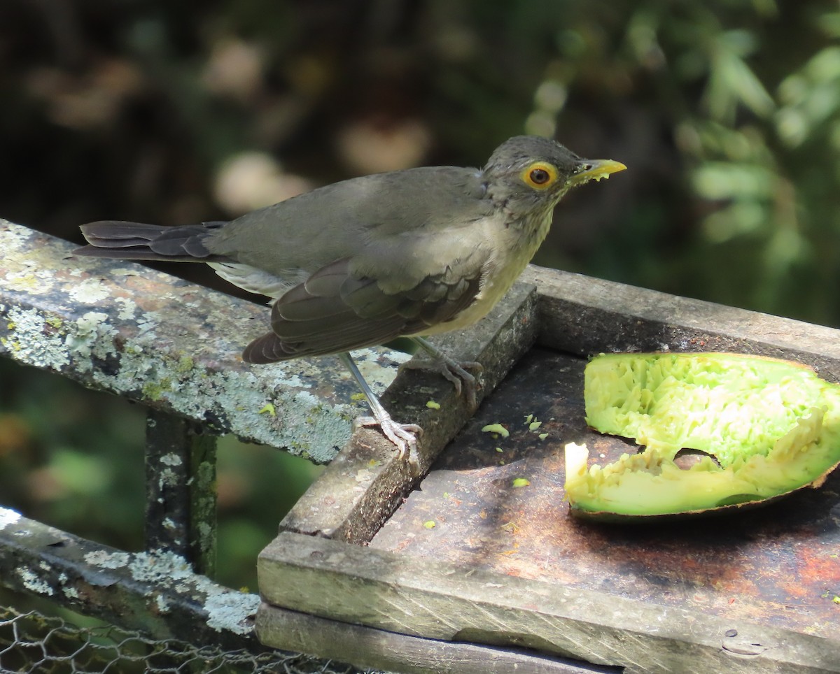 Spectacled Thrush - ML642409126