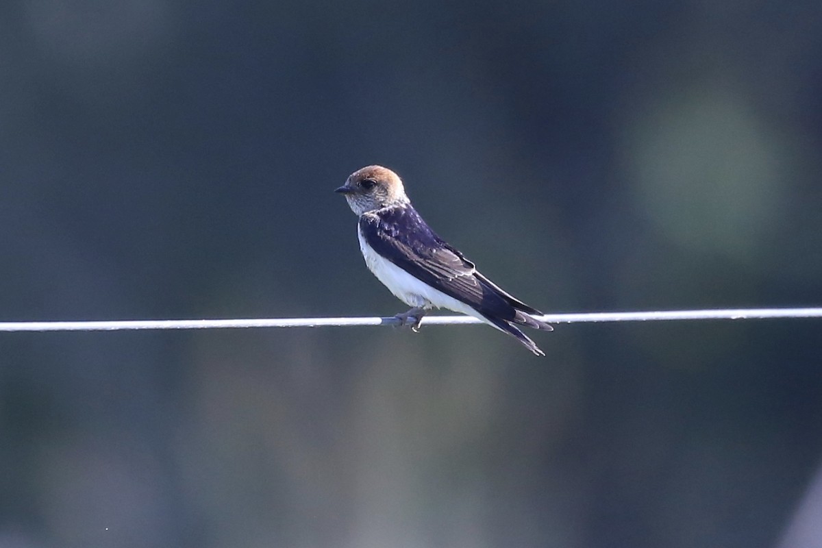 Fairy Martin - ML642409128