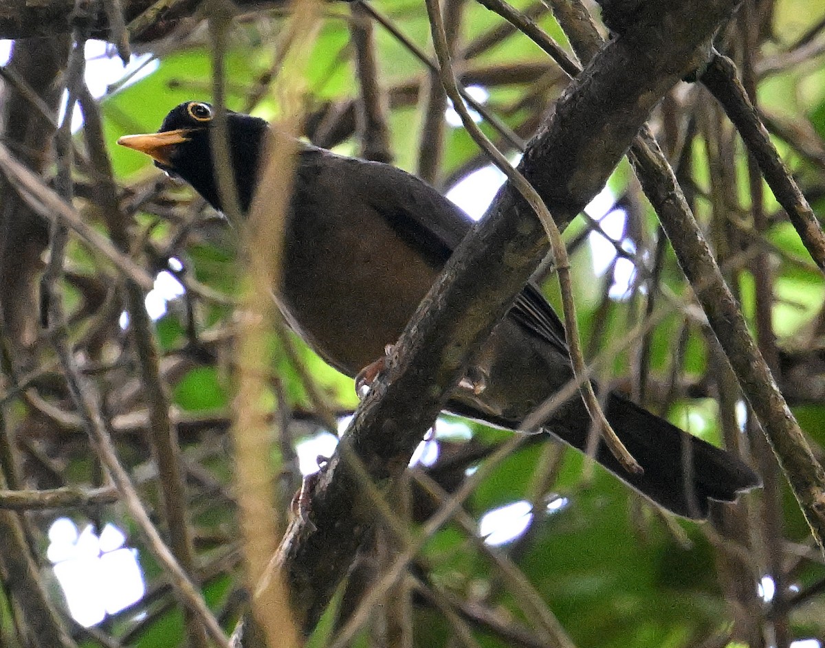 Black-hooded Thrush - ML642409129