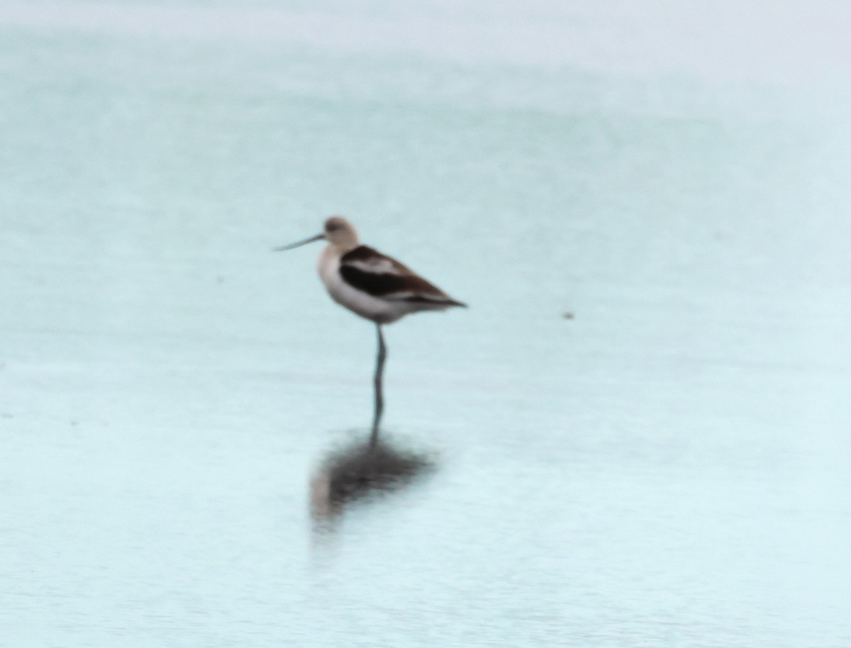 American Avocet - ML642409159