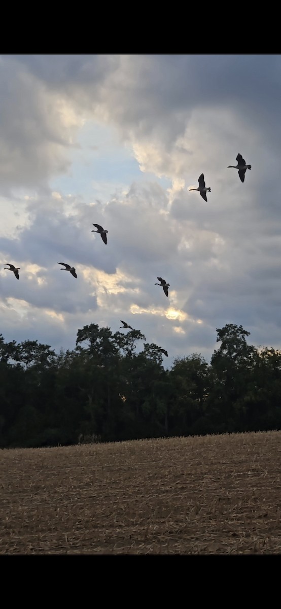 Canada Goose - ML642409166