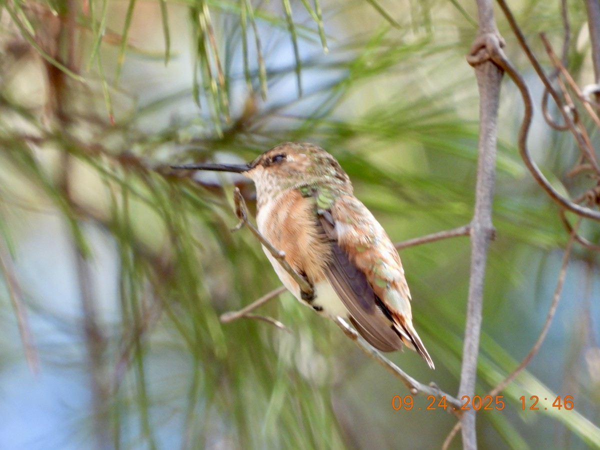 Rufous Hummingbird - ML642409169