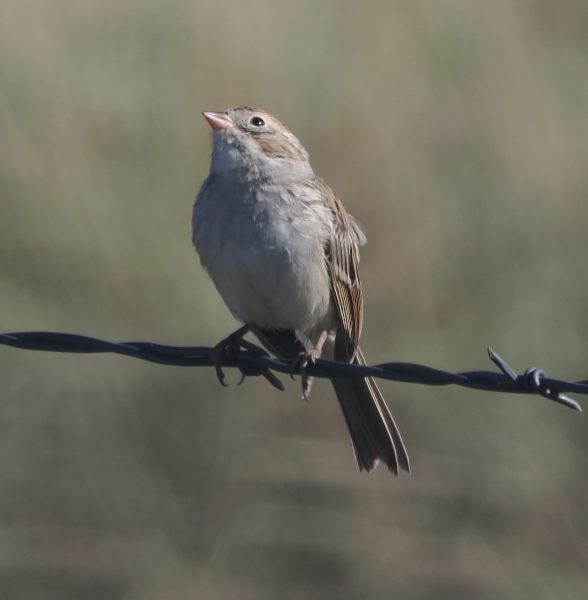 Brewer's Sparrow - ML642409173
