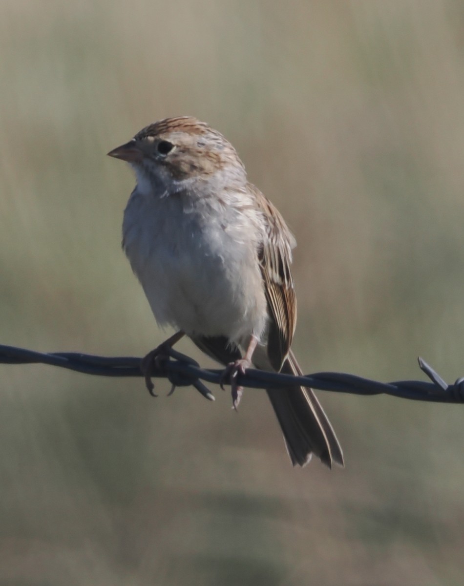 Brewer's Sparrow - ML642409174