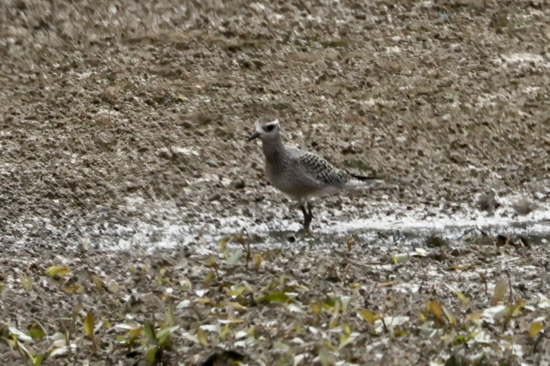 American Golden-Plover - ML642409181