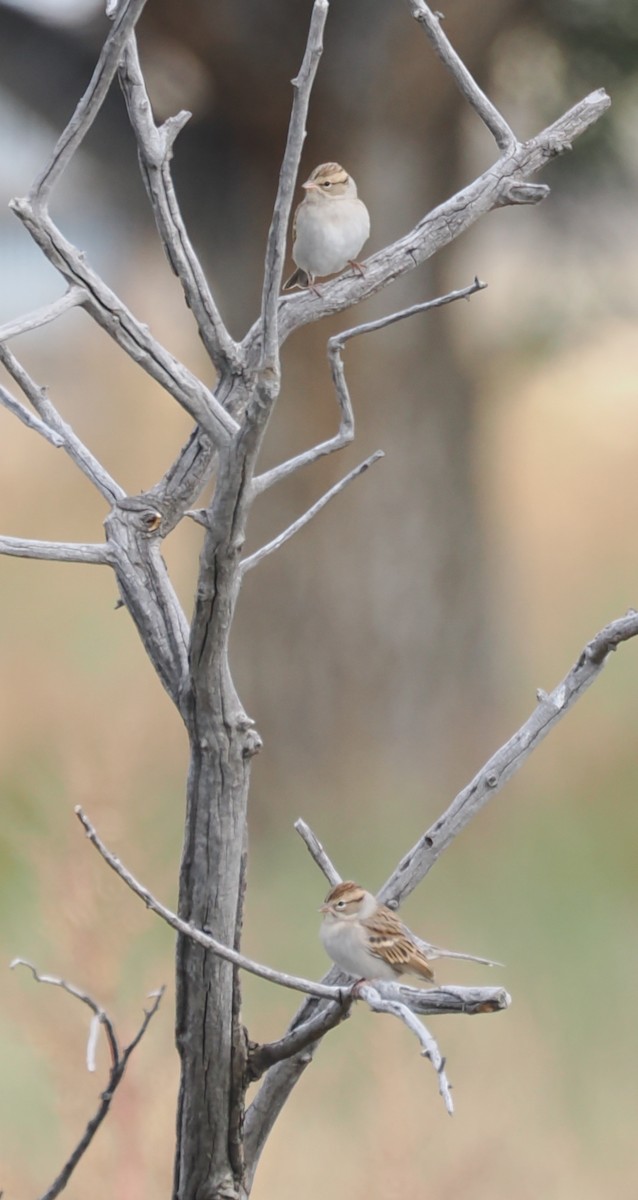 Chipping Sparrow - ML642409187