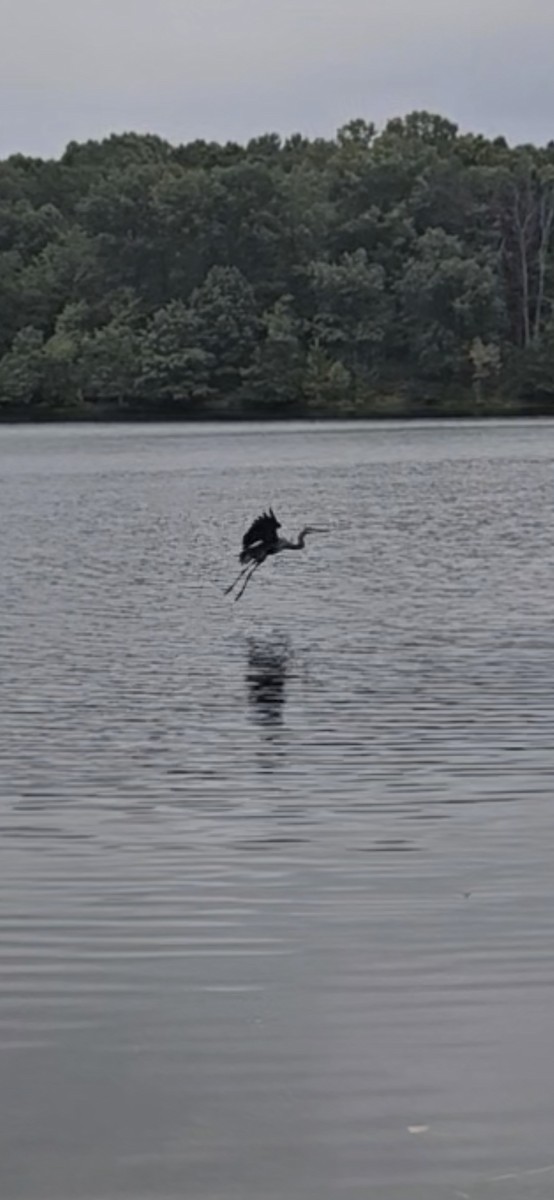 Большая голубая цапля - ML642409245