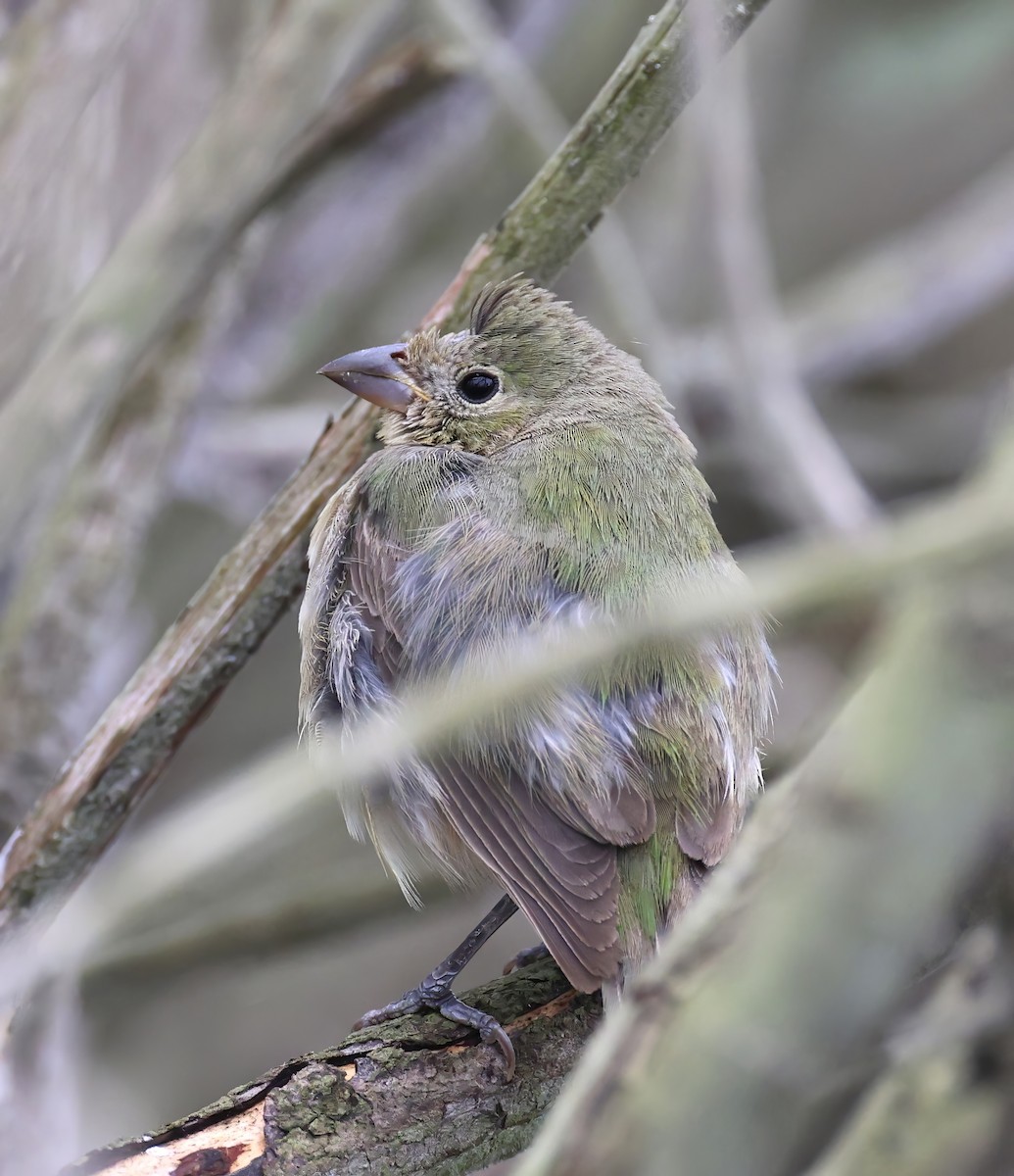 Скригнатка райдужна - ML642409280