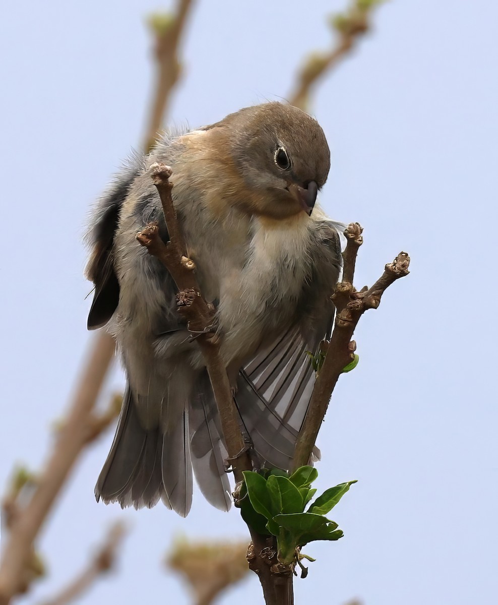 Passerin azuré - ML642409309