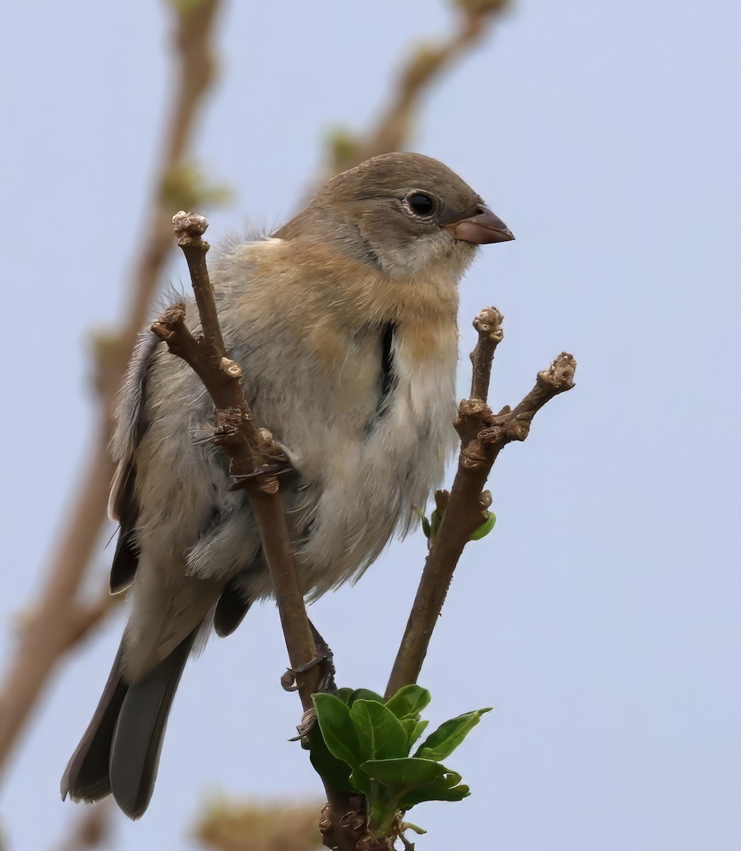 Passerin azuré - ML642409310