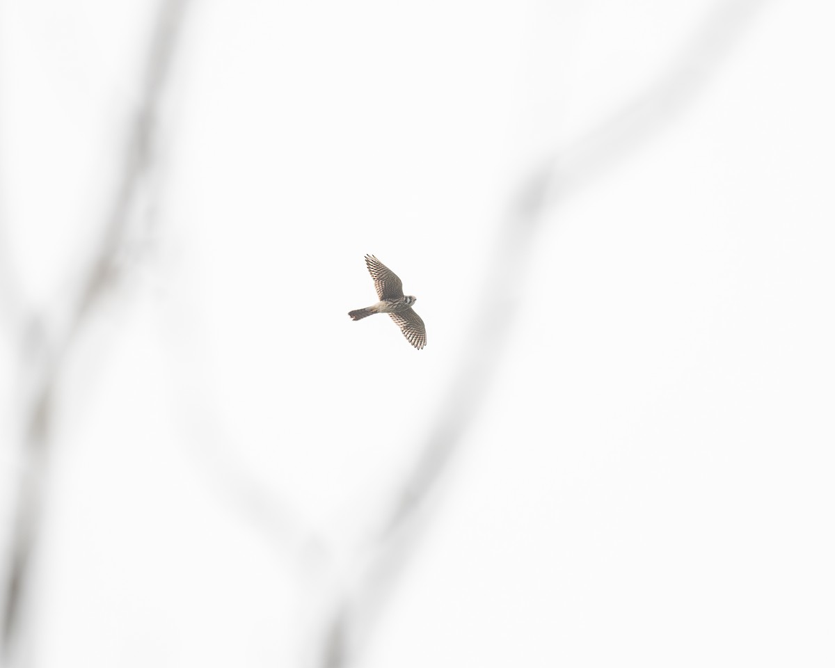 American Kestrel - ML642409352