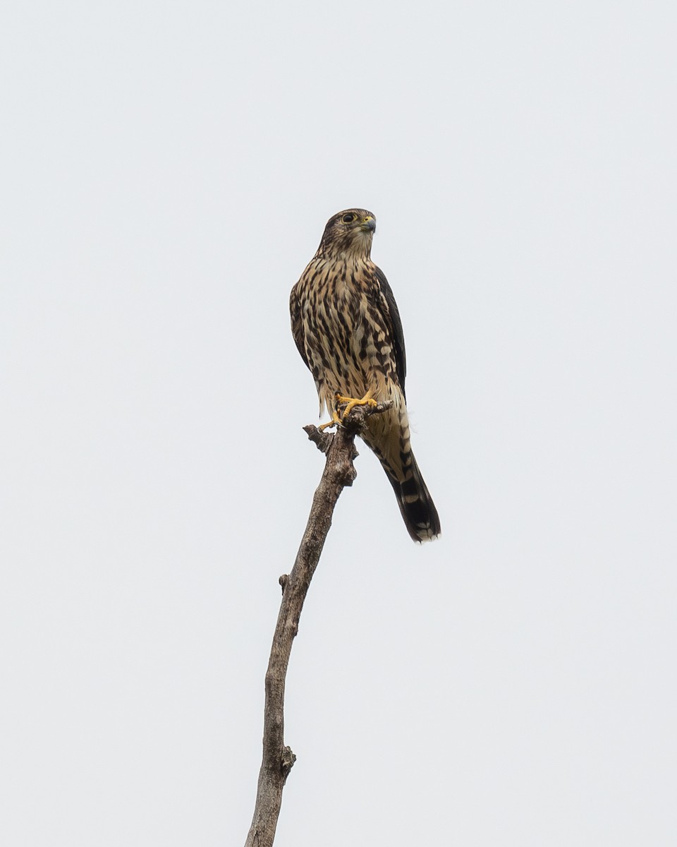 Merlin - ML642409382