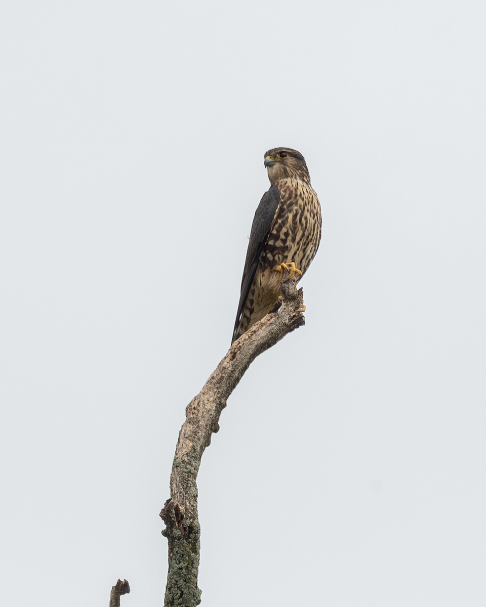 Merlin - ML642409387