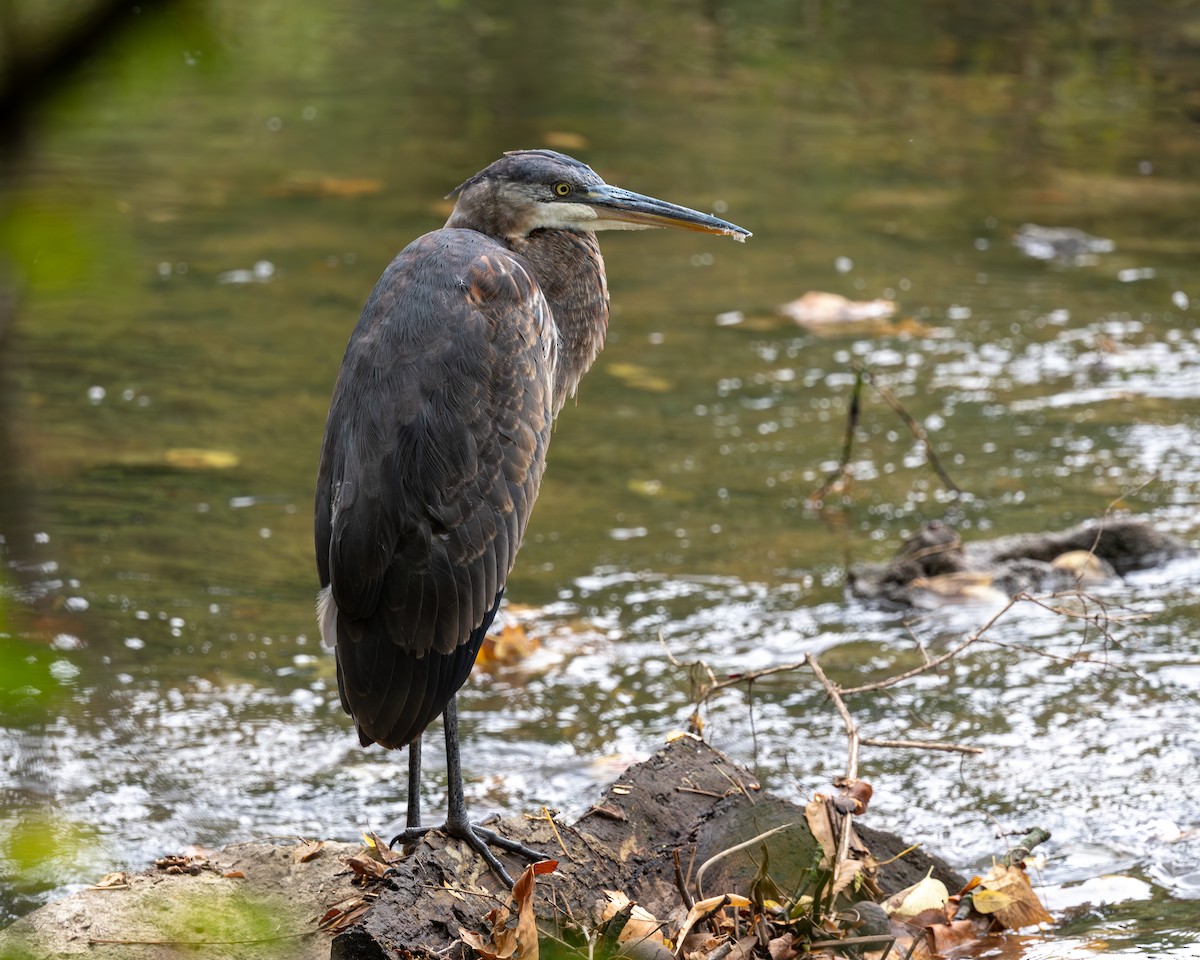 Great Blue Heron - ML642409403
