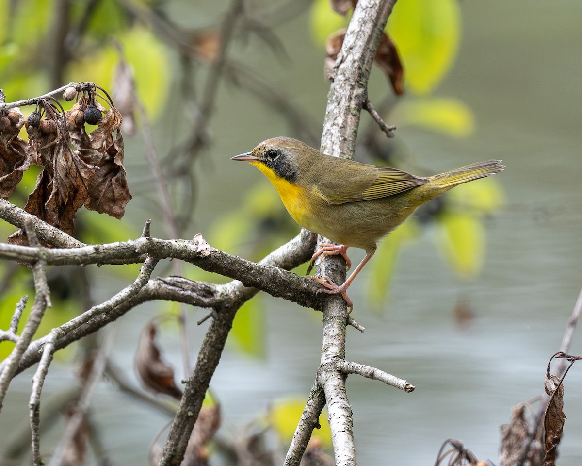 Common Yellowthroat - ML642409429