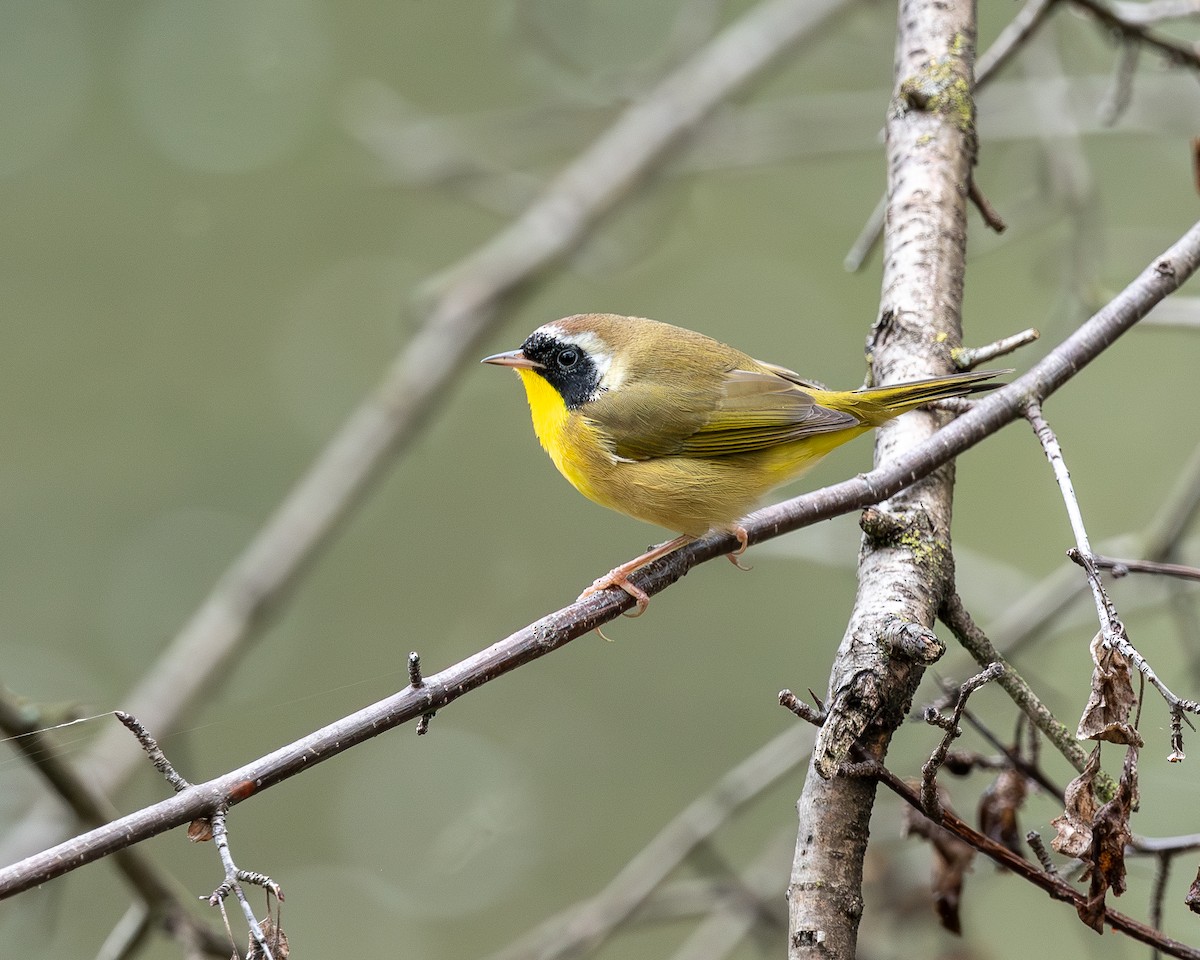 Common Yellowthroat - ML642409430