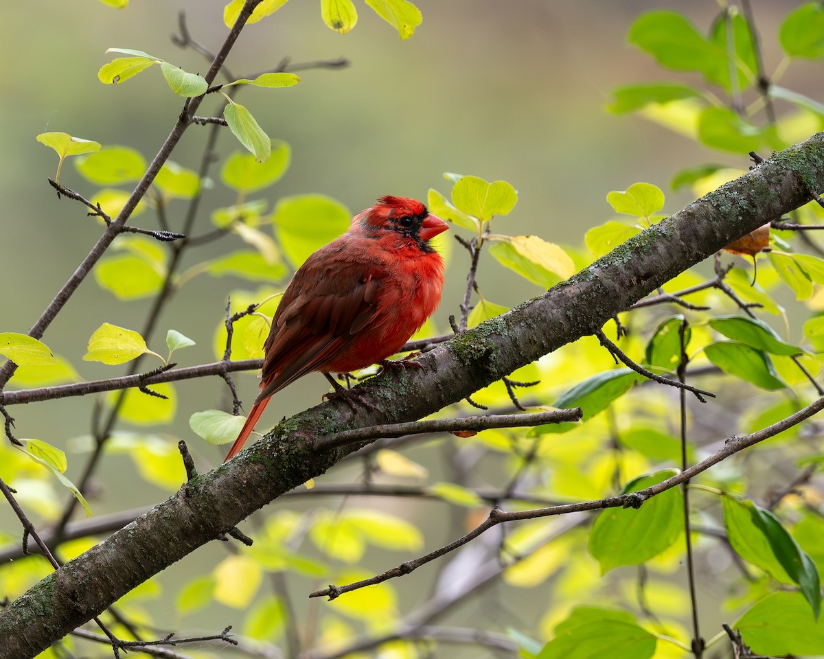 Northern Cardinal - ML642409447