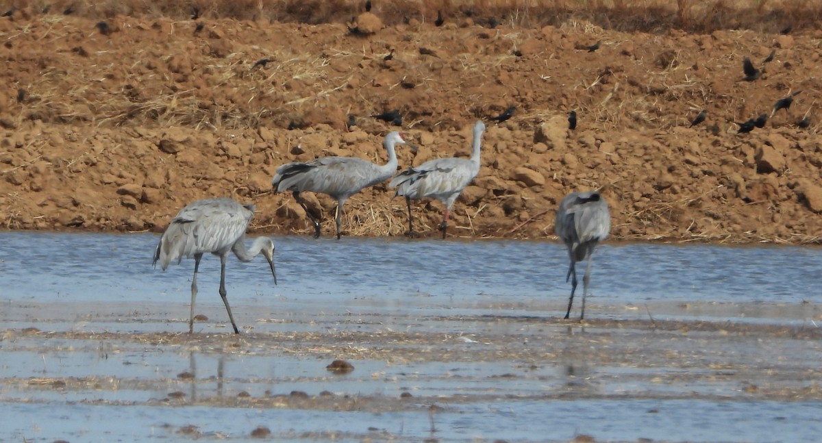 Sandhill Crane - ML642409456