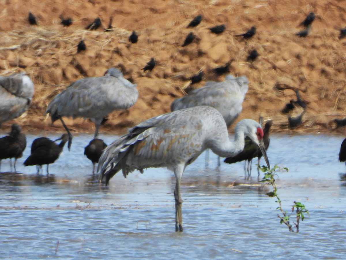 Sandhill Crane - ML642409457