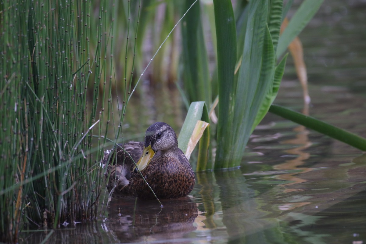 Mallard/Mexican Duck - ML642409460