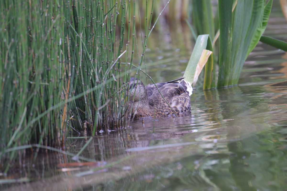 Mallard/Mexican Duck - ML642409468