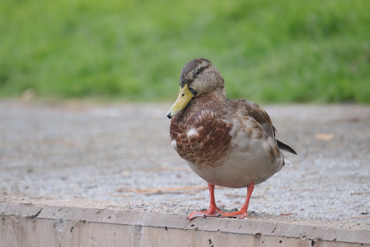 Mallard/Mexican Duck - ML642409483