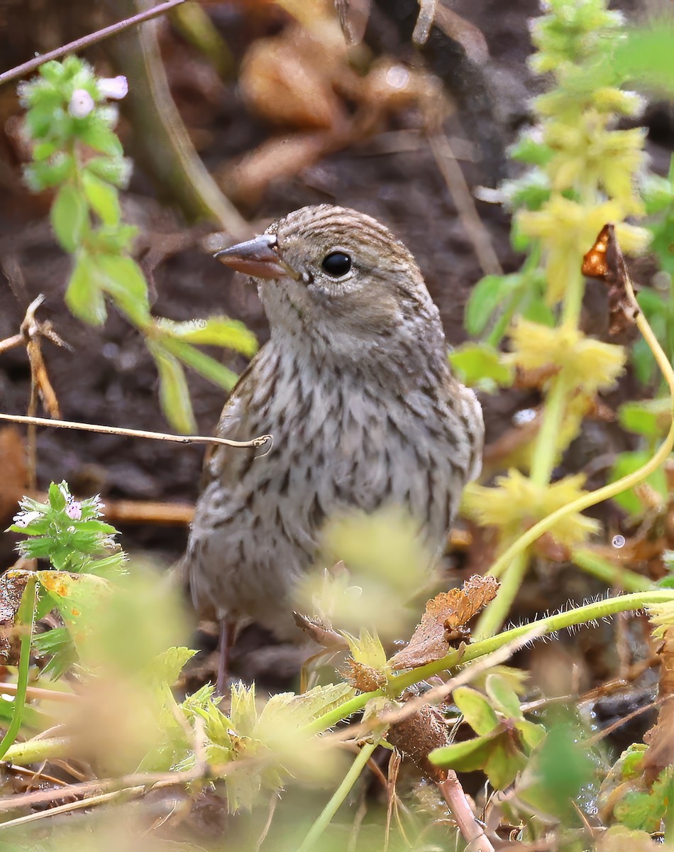 Карнатка білоброва - ML642409531