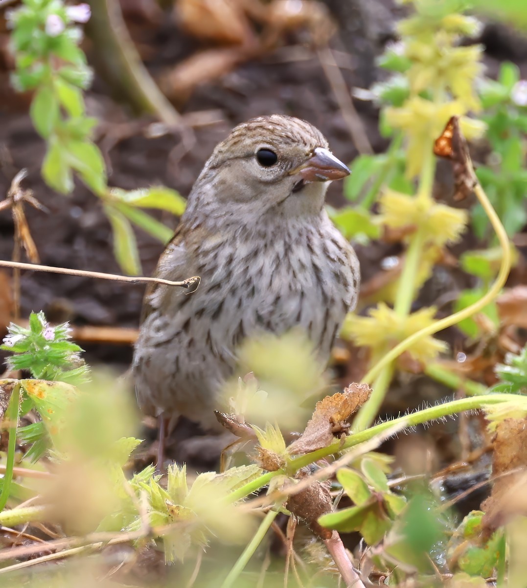 Карнатка білоброва - ML642409532