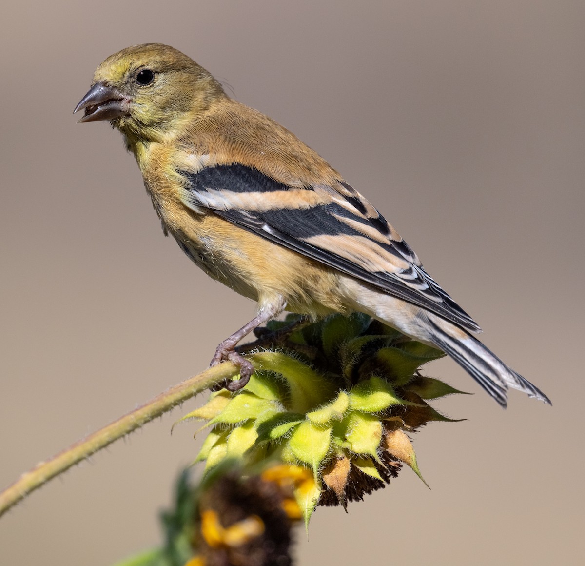 American Goldfinch - ML642409540
