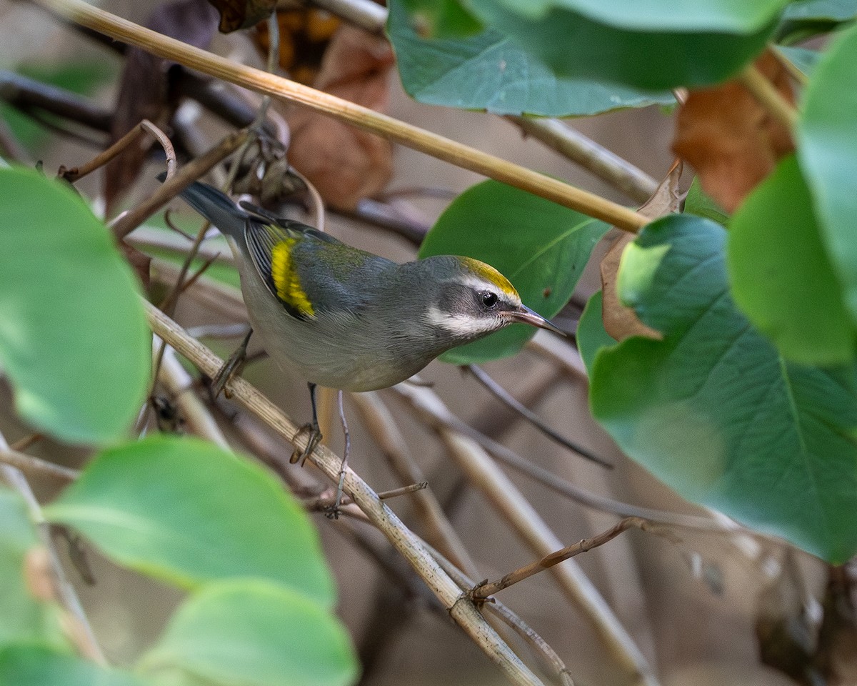 Golden-winged Warbler - ML642409547