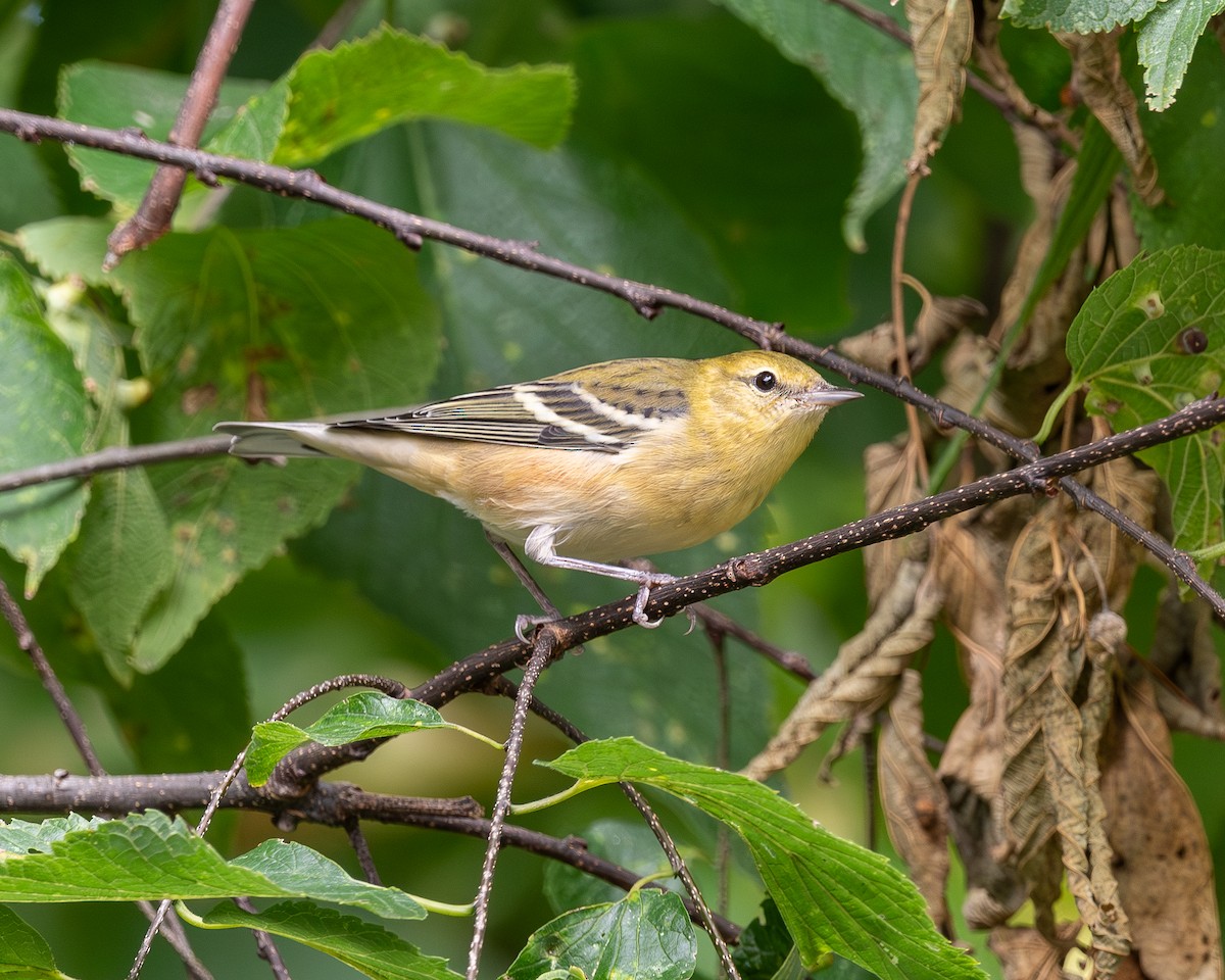 Bay-breasted Warbler - ML642409552
