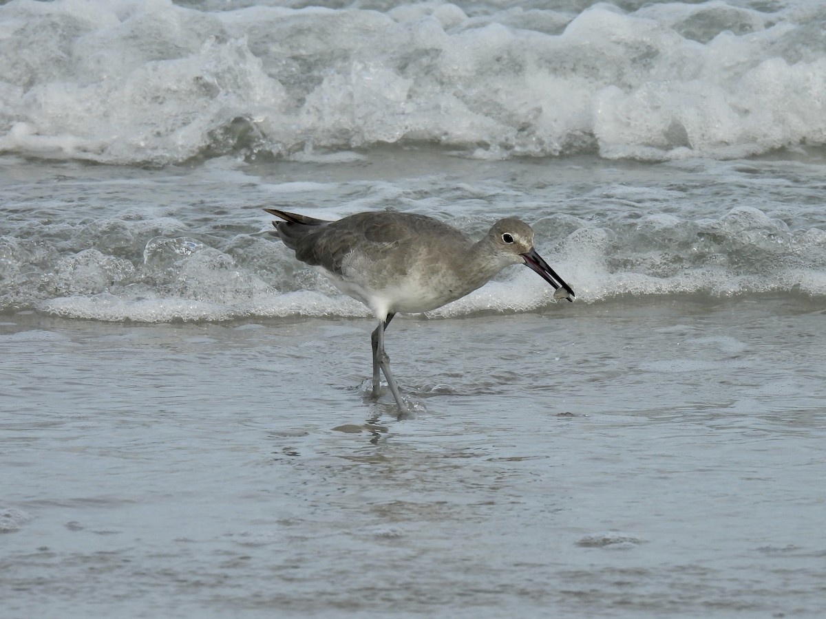 Willet - ML642409555
